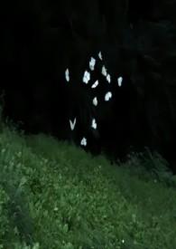 蔚然花海